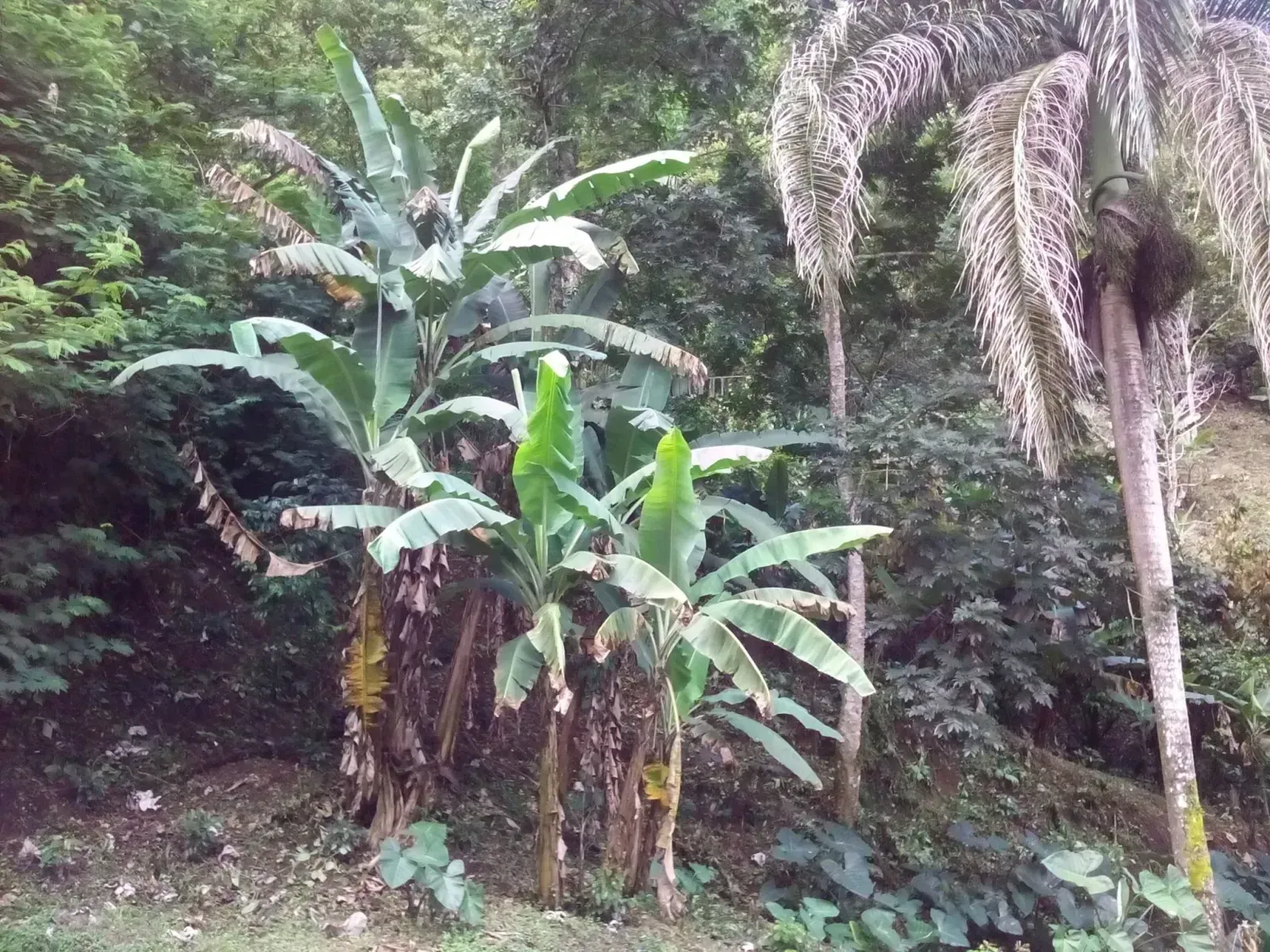 Finca en Monseñor Nouel